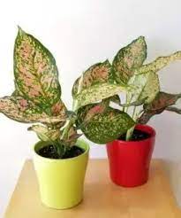 Fresh  Ornamental Plant